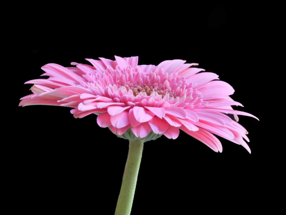 Art Print: Gerber Angle III