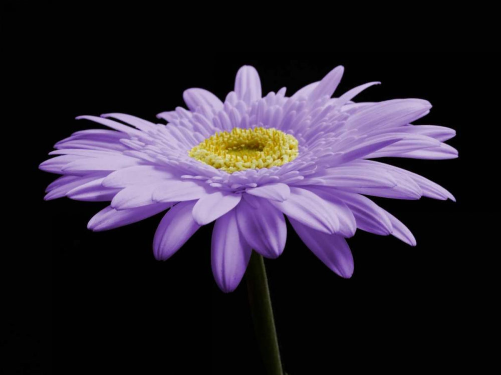 Art Print: Gerber Angle IV