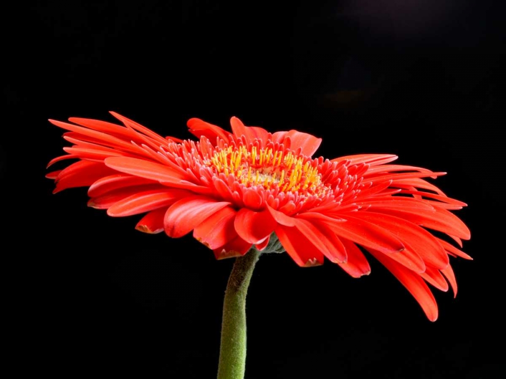 Art Print: Gerber Angle V