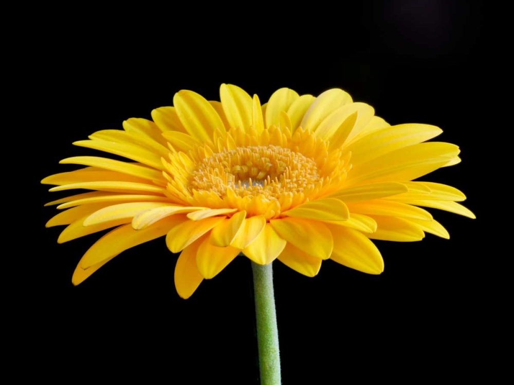 Wall art: Gerber Angle VI, by Christensen, Jim