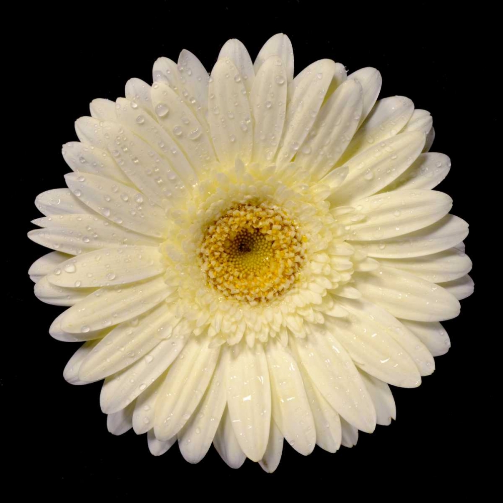 Wall art: Drops on Gerber I, by Christensen, Jim