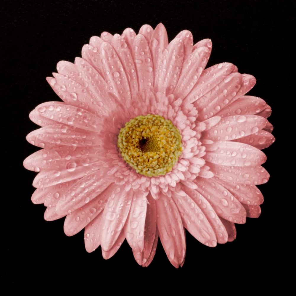 Art Print: Drops on Gerber II