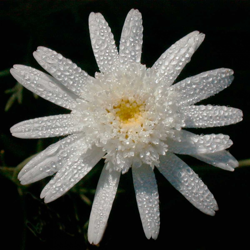 Art Print: Flower on Black I