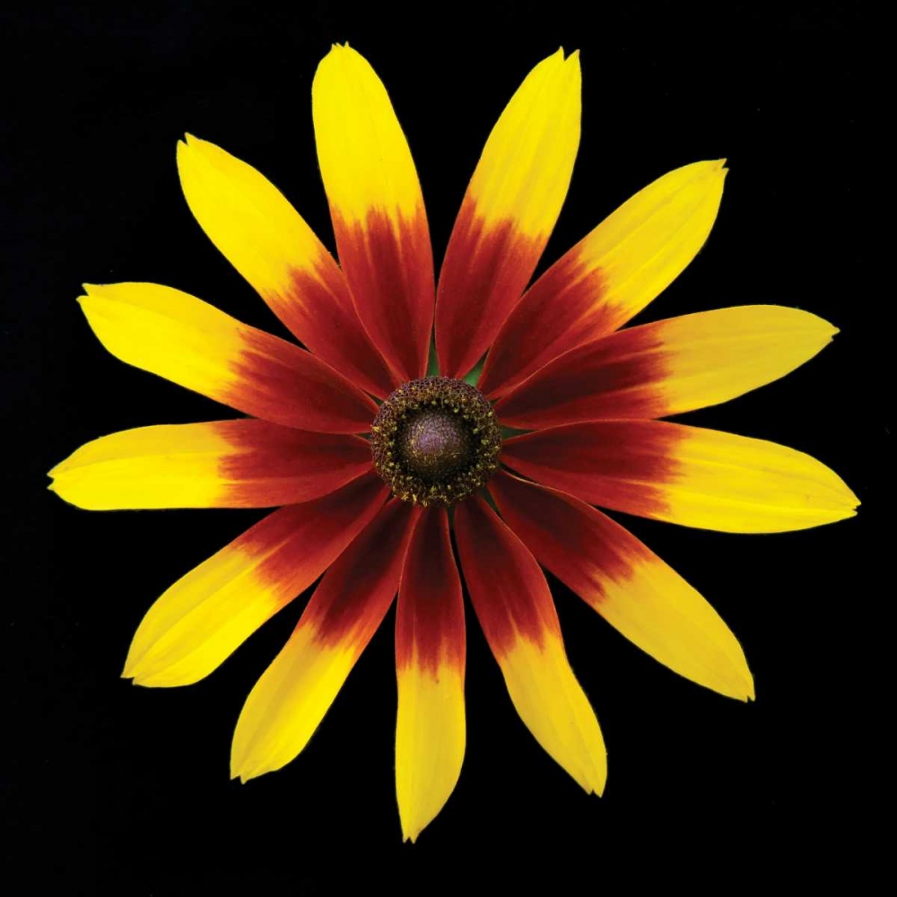 Wall art: Flower on Black II, by Christensen, Jim