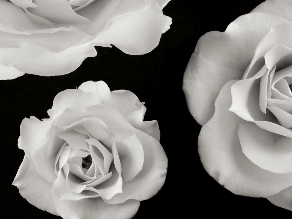 Wall art: Trio II, by Christensen, Jim