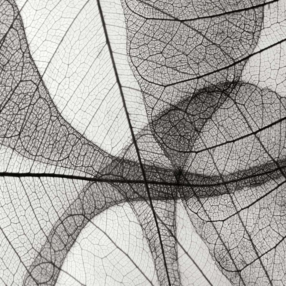 Wall art: Leaf Designs III BW, by Christensen, Jim