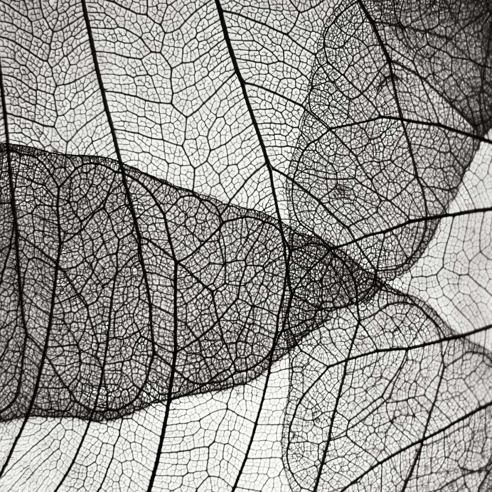 Wall art: Leaf Designs IV BW, by Christensen, Jim