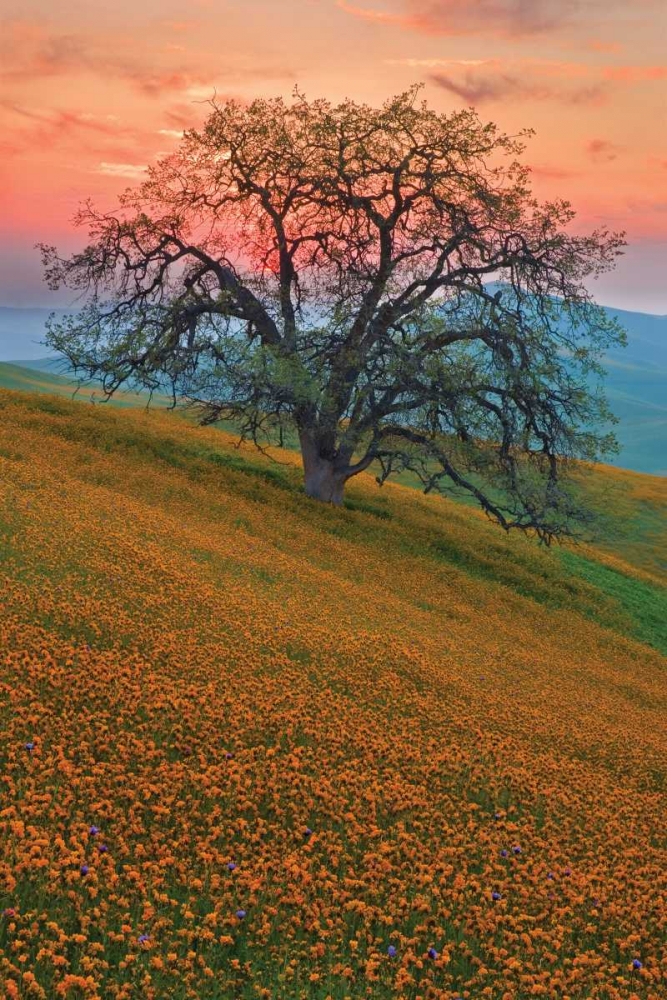 Art Print: Rancheria