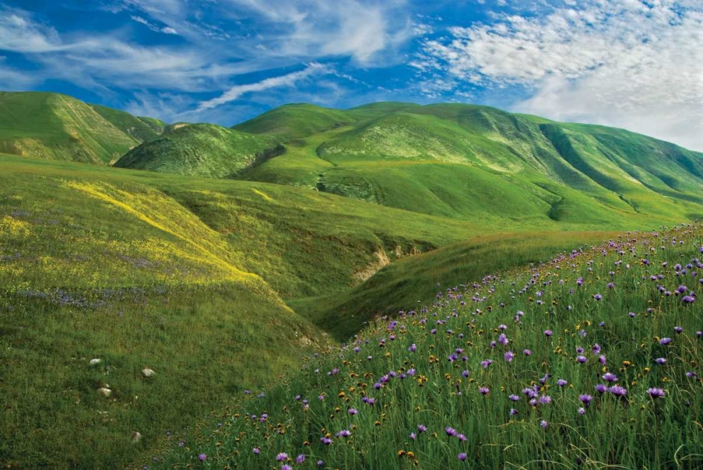 Art Print: Wind Wolves