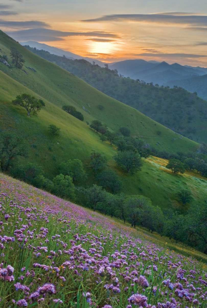 Art Print: Caliente Bodfish I