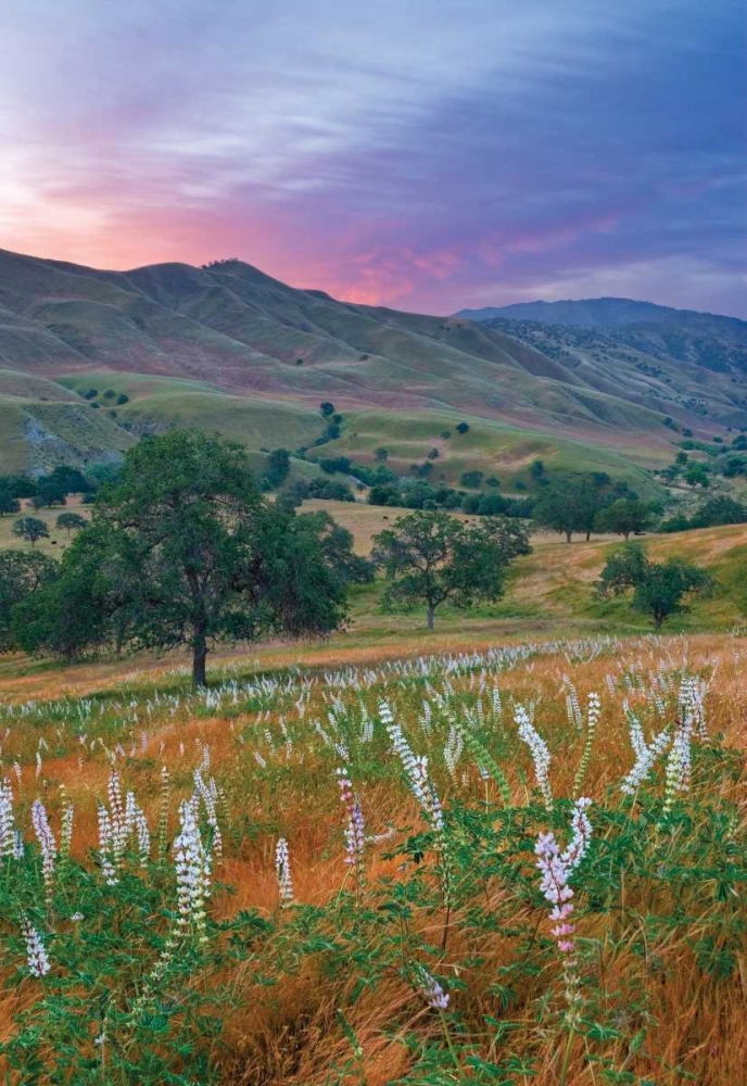 Art Print: Caliente Bodfish II