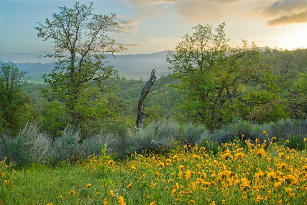 Art Print: Caliente Spring II