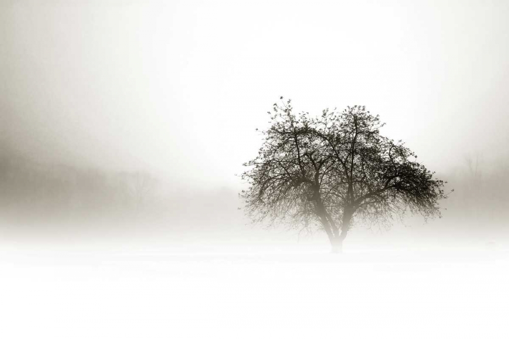 Art Print: In the Mist I