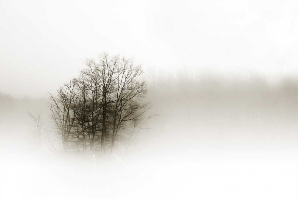 Wall art: In the Mist II, by Hausenflock, Alan