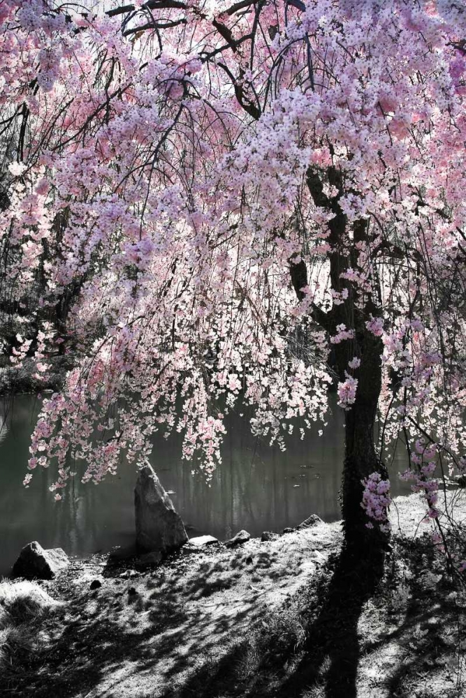 Wall Art Painting id:9569, Name: Cherry Tree I, Artist: Hausenflock, Alan