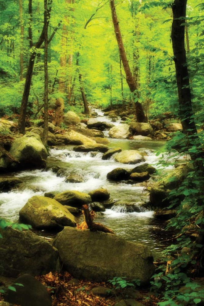 Art Print: White Oak River I