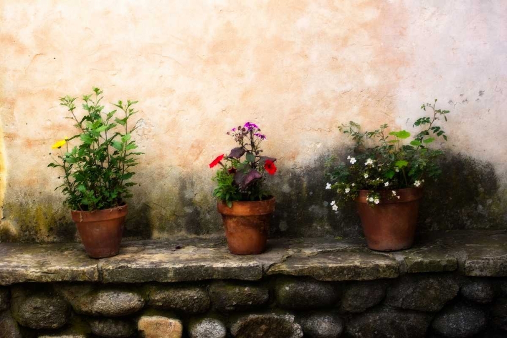Wall Art Painting id:802, Name: Flowers on a Wall, Artist: Hausenflock, Alan