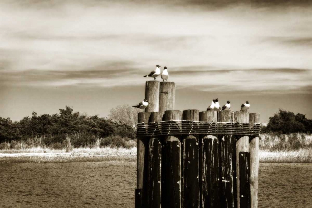 Art Print: Pamlico Gulls II