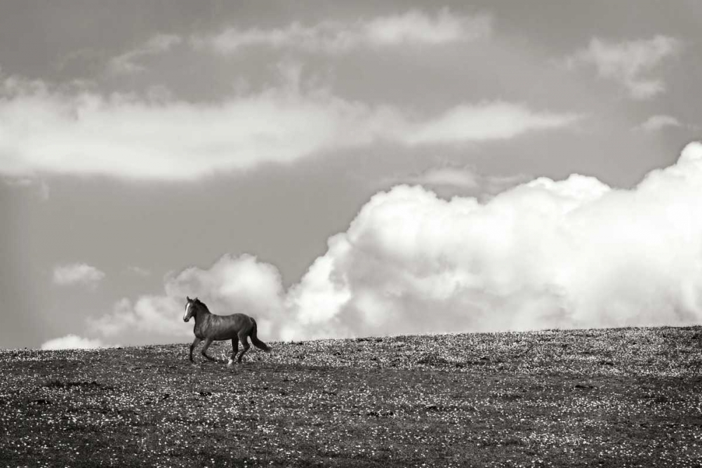 Art Print: Horses in the Clouds I - BW