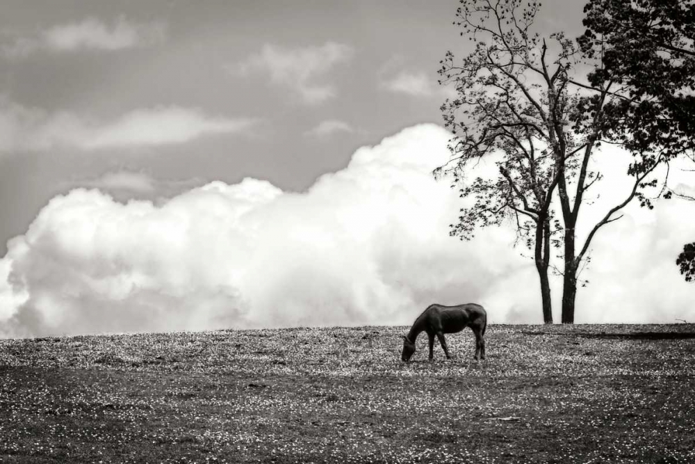 Art Print: Horses in the Clouds II - BW