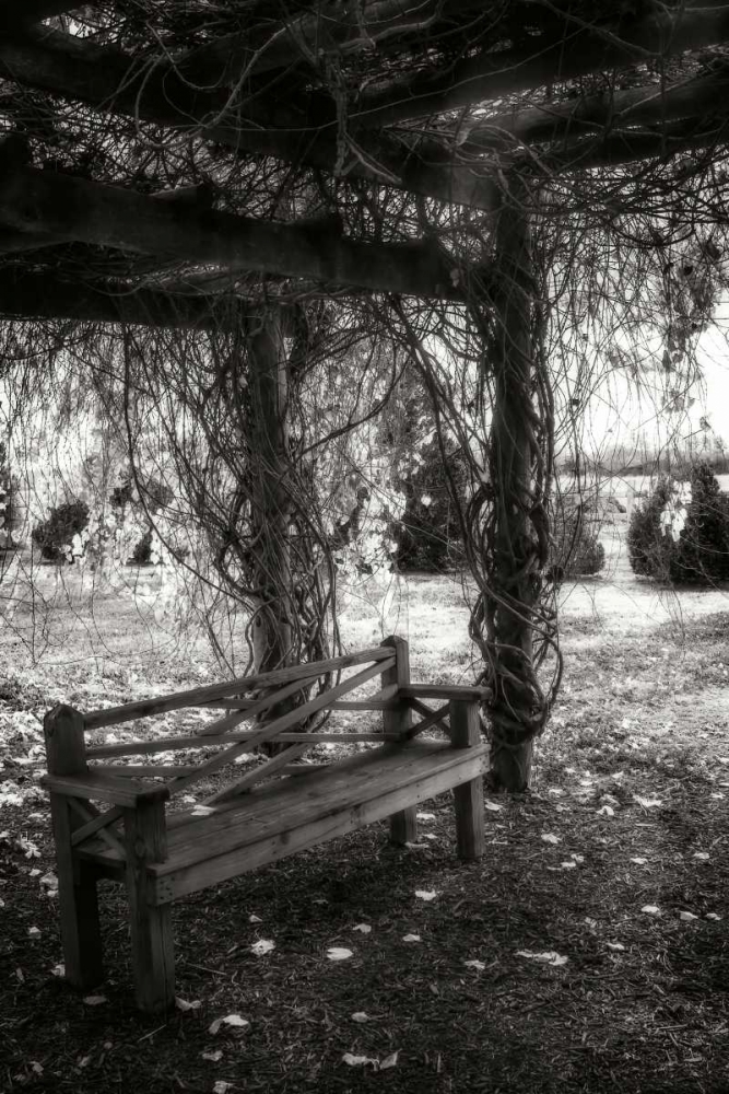 Art Print: Winter Arbor I