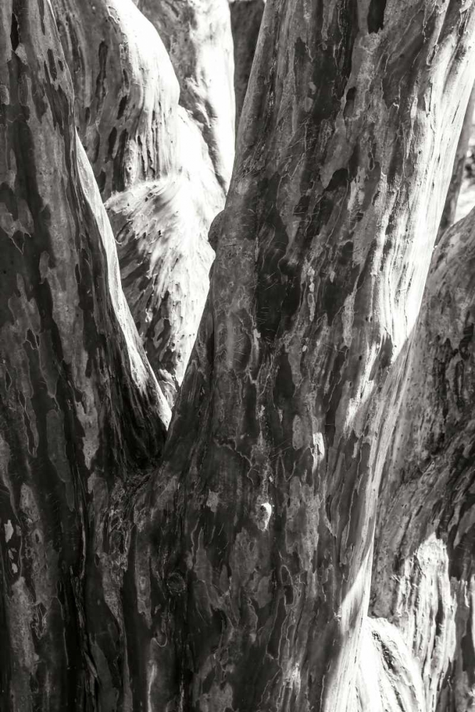 Art Print: Shedded Bark I