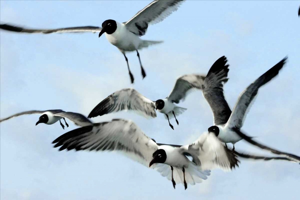 Art Print: Gulls I