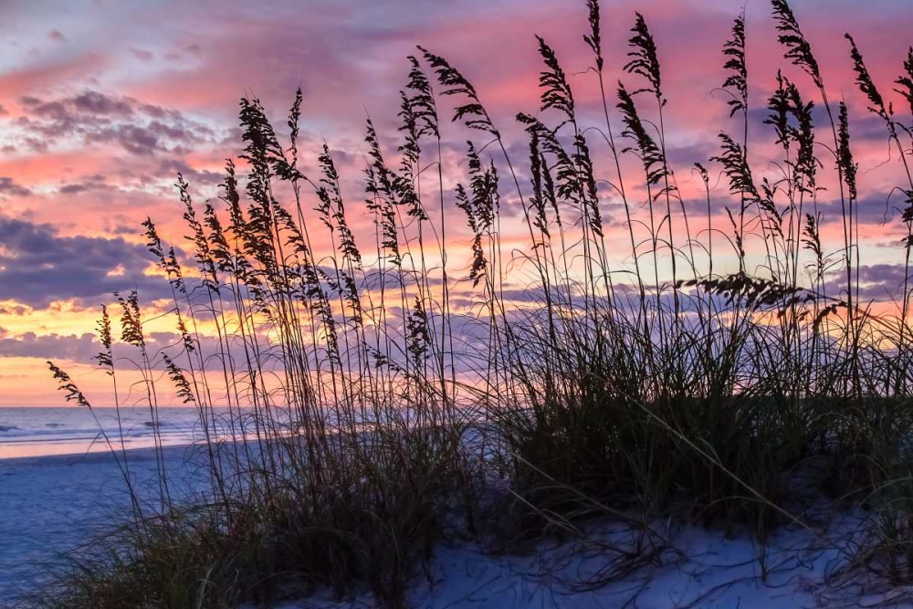 Art Print: Ragged Sunrise IV