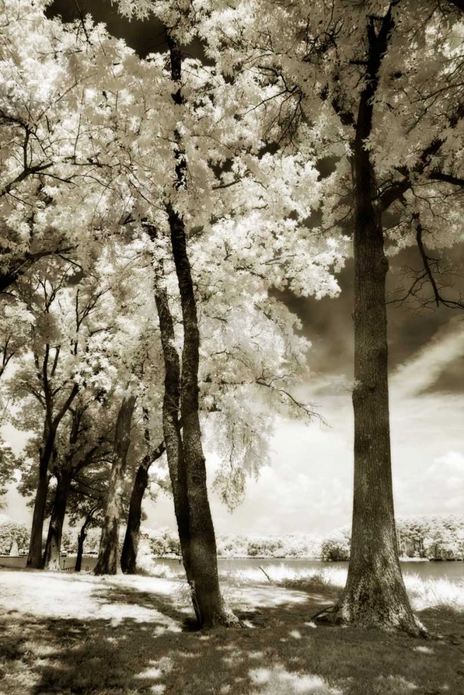 Art Print: Cobb Island IV