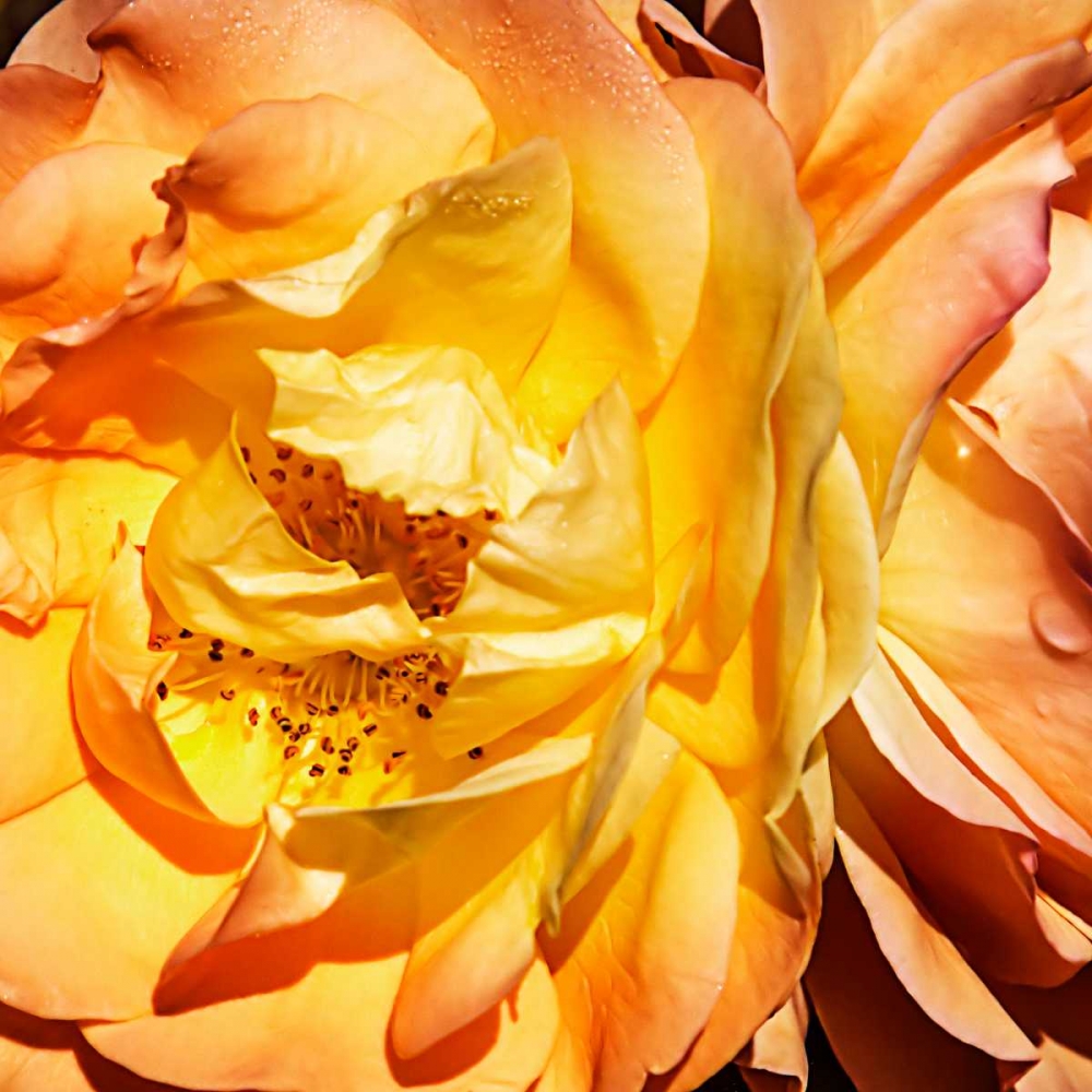Wall art: Yellow Fire Rose I, by Hausenflock, Alan