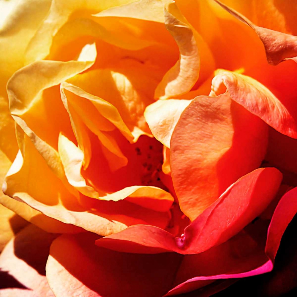 Wall Art Painting id:145620, Name: Bicolored Angel I, Artist: Hausenflock, Alan