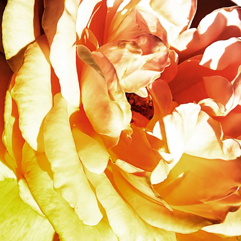 Wall art: Bicolored Angel II, by Hausenflock, Alan