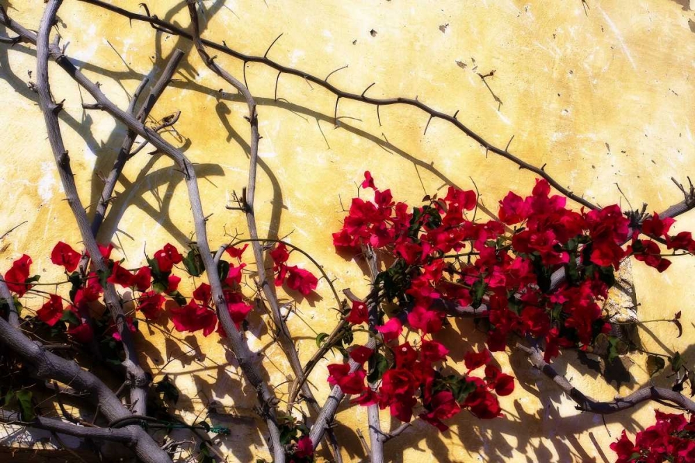 Wall Art Painting id:896, Name: Flowers of Carmel I, Artist: Hausenflock, Alan