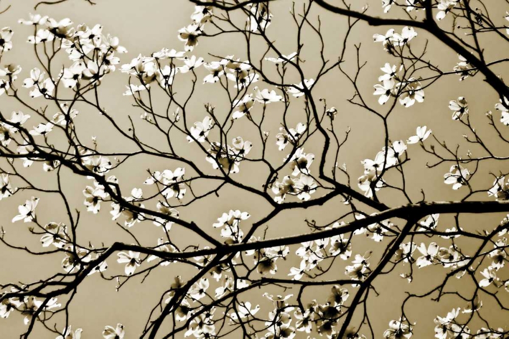 Wall art: Dogwood I, by Hausenflock, Alan