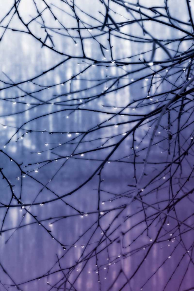 Wall art: Droplets I, by Hausenflock, Alan