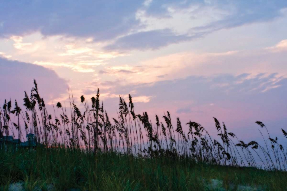 Wall art: Sea Oats on Lavender I, by Hausenflock, Alan