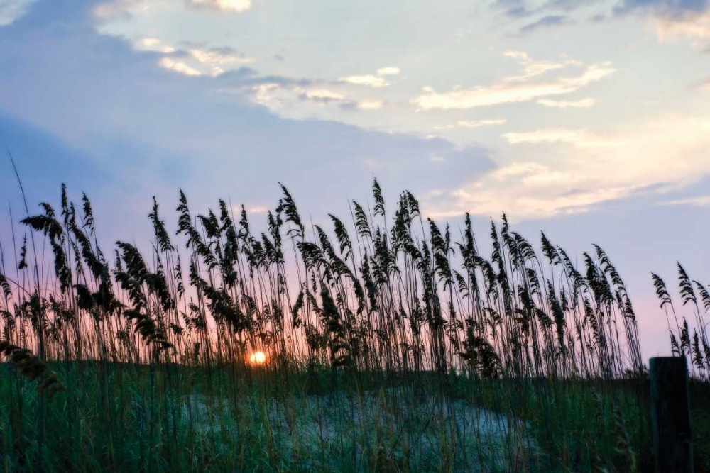 Wall art: Sea Oats on Lavender II, by Hausenflock, Alan