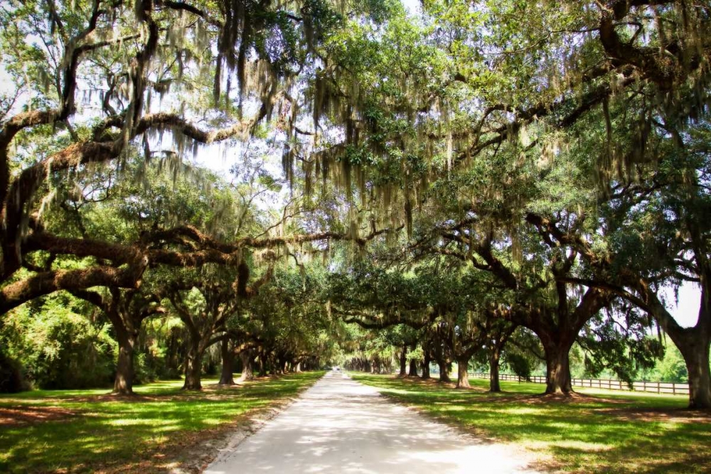 Art Print: Charleston Oaks I