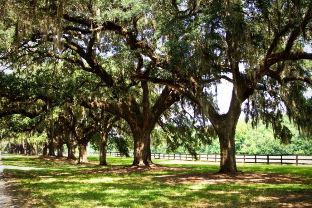 Art Print: Charleston Oaks II