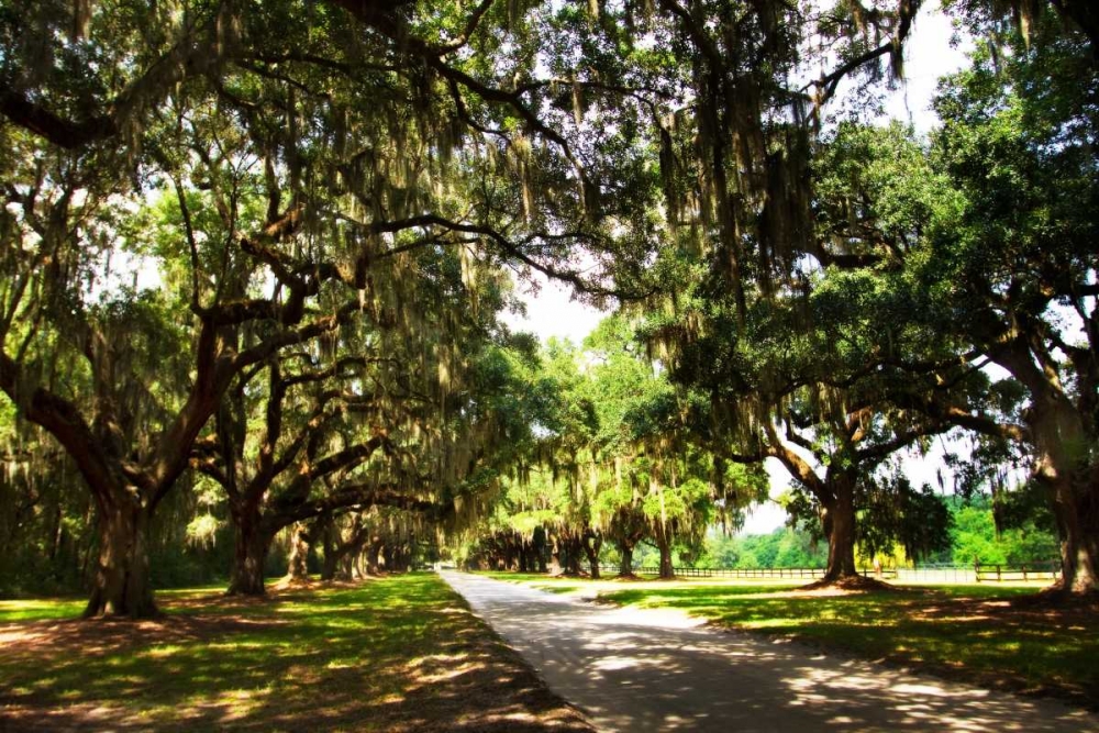 Art Print: Charleston Oaks III