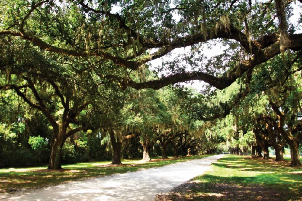 Art Print: Charleston Oaks IV