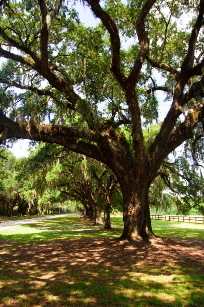 Art Print: Charleston Oaks VI