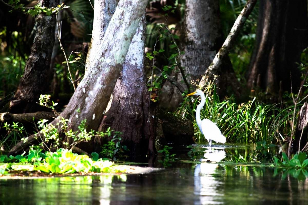 Art Print: Stalking Egret