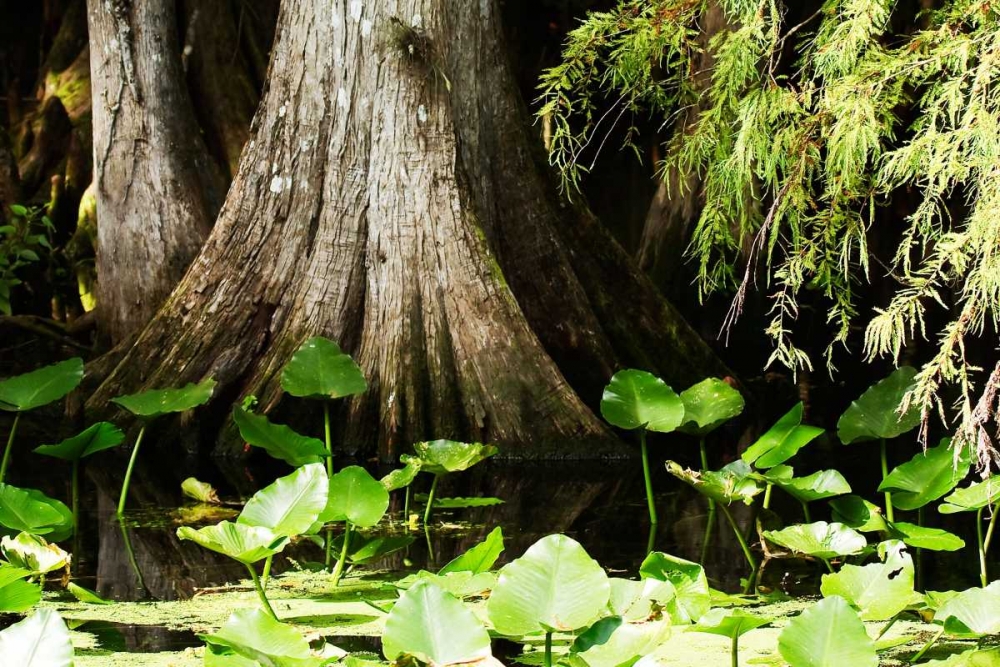 Art Print: Cypress I