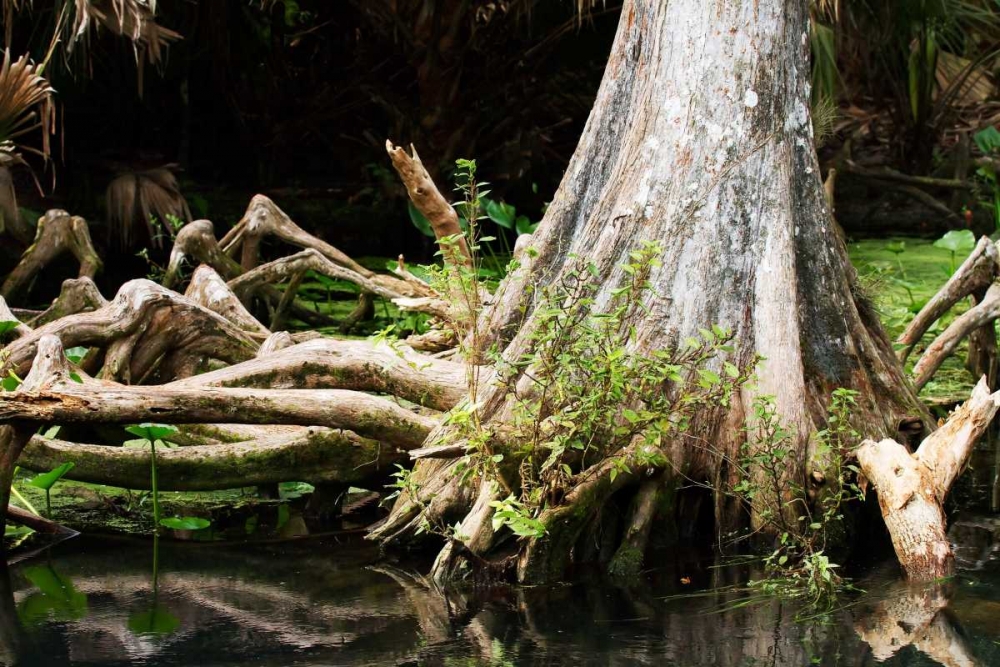 Art Print: Cypress II