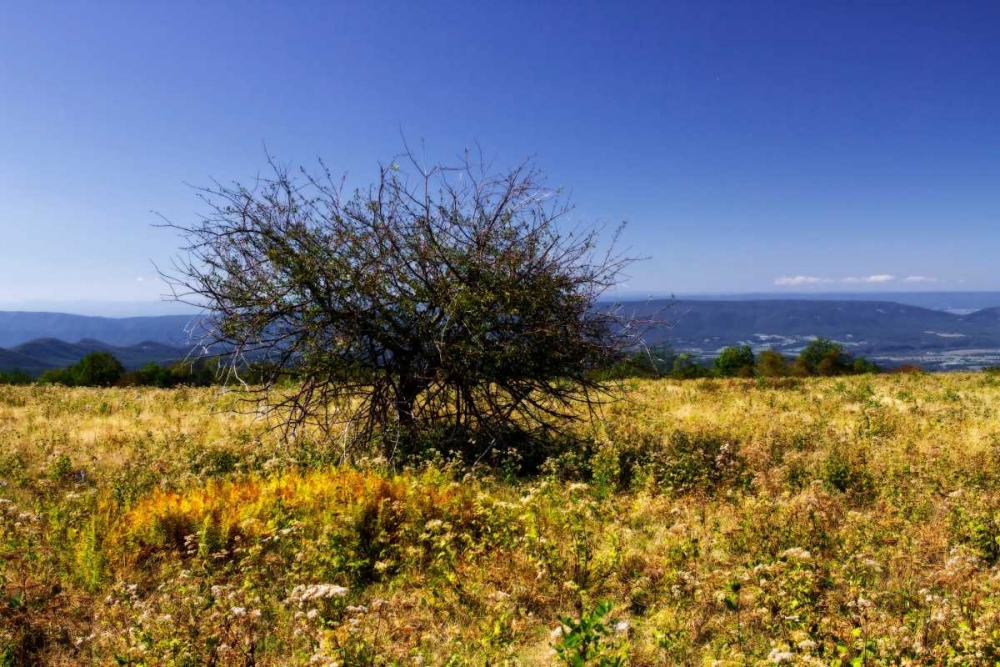 Wall Art Painting id:939, Name: Distant Mountains IV, Artist: Hausenflock, Alan