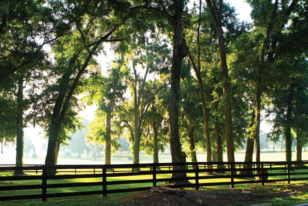 Art Print: Misty Sunrise I