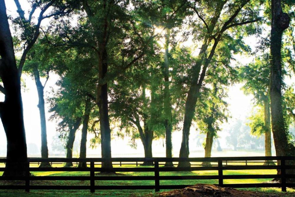 Art Print: Misty Sunrise II