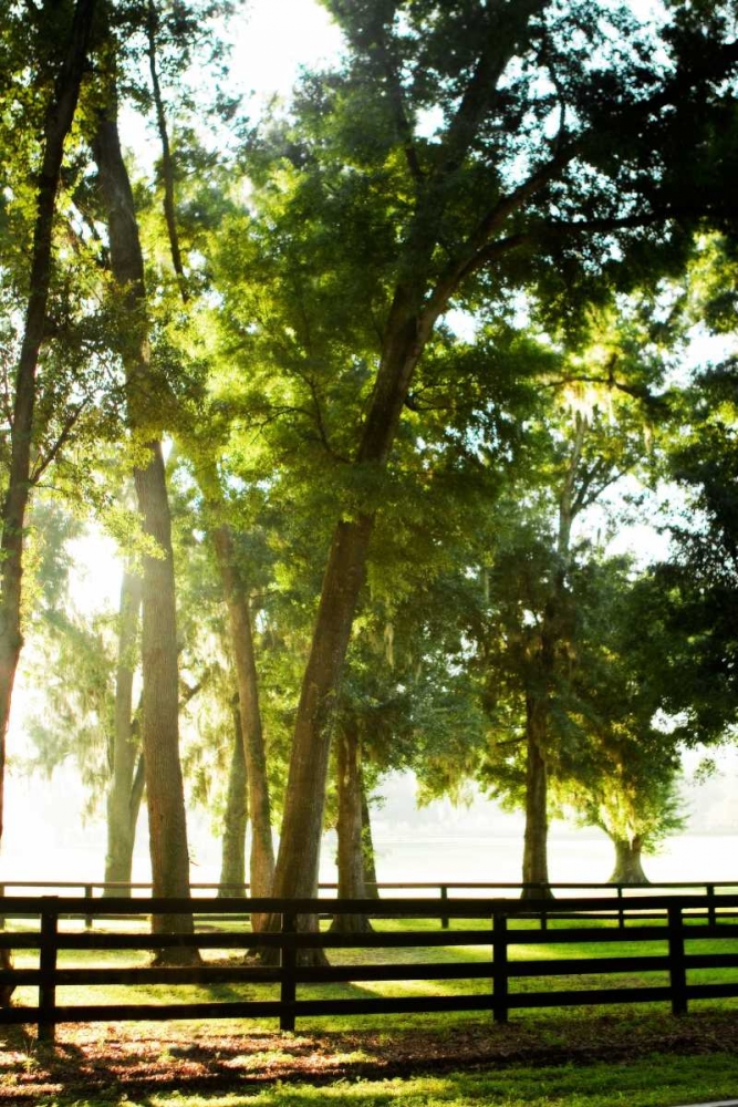 Art Print: Misty Sunrise III