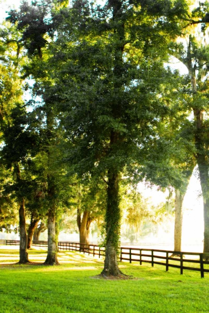 Art Print: Misty Sunrise IV